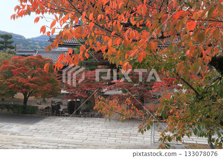 Kyoto Temples and Shrines Konkai-Komyoji Temple Autumn Foliage Stone Steps Cherry Blossoms 133078076