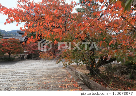 京都寺廟神社 金海光明寺 秋葉 石階 櫻花 京都寺廟神社 金海光明寺 秋葉 石階 櫻花 133078077