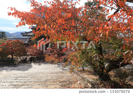 京都寺廟神社 金海光明寺 秋葉 石階 櫻花 京都寺廟神社 金海光明寺 秋葉 石階 櫻花 133078078