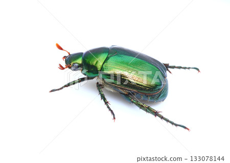 日本金龜子（綠色） 133078144