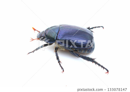 Japanese beetle (blue) 133078147