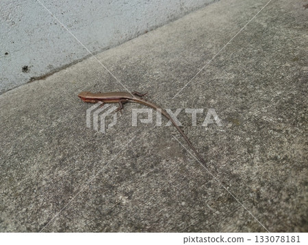 Lizard walking on concrete Lizard walking on concrete 133078181