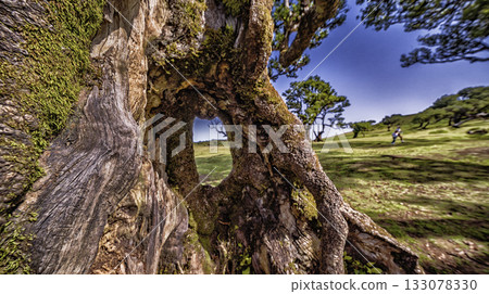 Mystical Fanal Forest, Madeira, Portugal Mystical Fanal Forest, Madeira, Portugal 133078330
