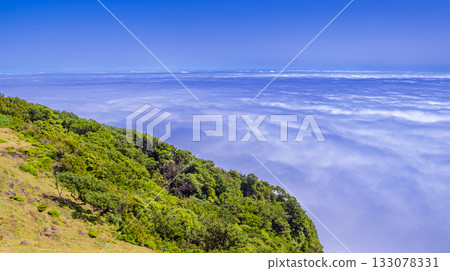 Fog Seascape from Mystical Fanal Forest,  Madeira, Portugal 133078331
