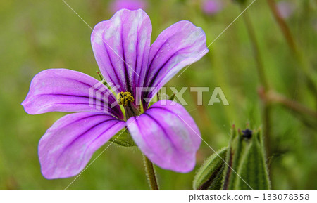 Wild Flower, Sierra de Guadarrama National Park, Spain Wild Flower, Sierra de Guadarrama National Park, Spain 133078358