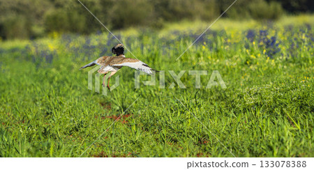 Little Bustard, Spain 133078388