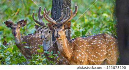 Spotted Deer, Bardiya National Park, Nepal Spotted Deer, Bardiya National Park, Nepal 133078390