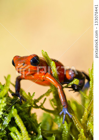 Dart Poison Frog, Costa Rica 133078441