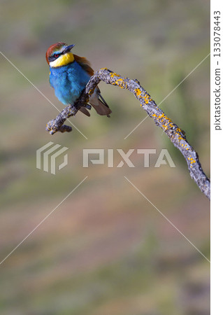 Bee-eater, Spain 133078443