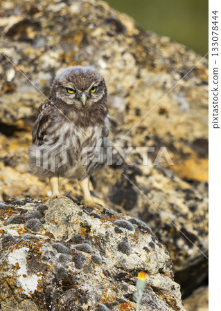 Little Owl, Spain 133078444