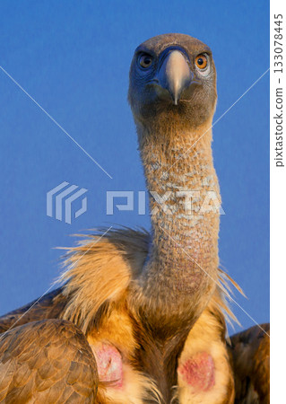 Eurasian Griffon Vulture, Spain 133078445