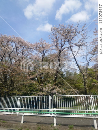 從火車車窗望出去,可以看到天空和櫻花。 從火車車窗望出去,可以看到天空和櫻花。 133078477