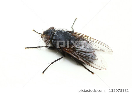 blowfly (female) 133078581