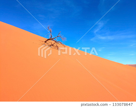 Old tree dune sand Namibia 133078647
