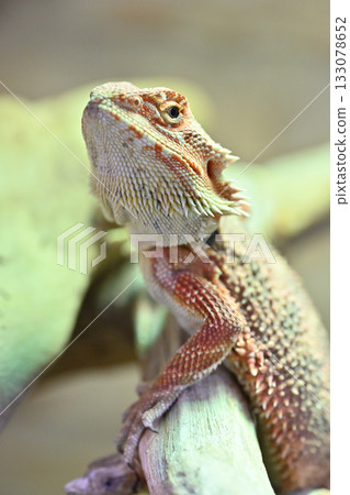 一隻可愛的鬃獅蜥的特寫 一隻可愛的鬃獅蜥的特寫 133078652