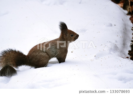 A squirrel standing in the snow A squirrel standing in the snow 133078693