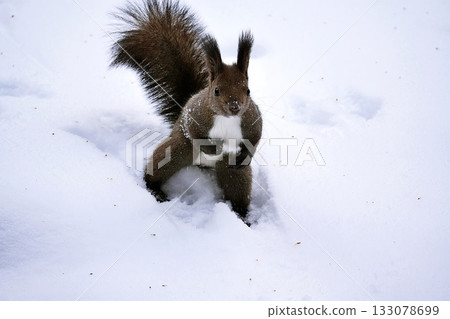 埃佐里斯在雪地裡玩 埃佐里斯在雪地裡玩 133078699