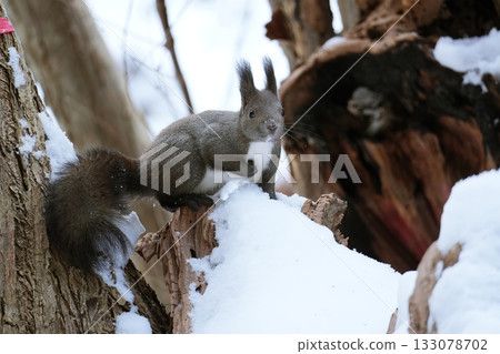 Ezoris在森林裡 133078702