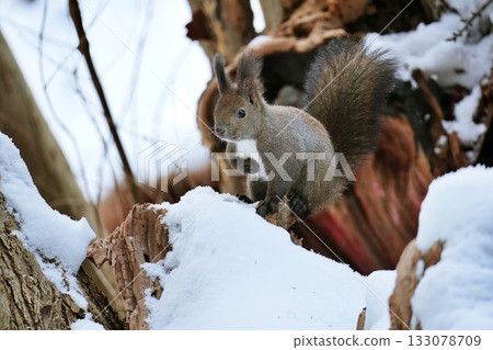 一隻松鼠站在雪地裡 一隻松鼠站在雪地裡 133078709