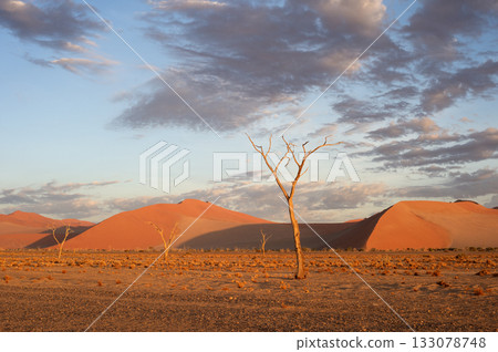 desert trees dunes. Sossusvlei, Namibia desert trees dunes. Sossusvlei, Namibia 133078748