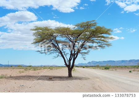 Tree road Namibian desert, Namibia Tree road Namibian desert, Namibia 133078753
