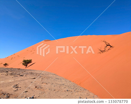 old tree desert Deadvlei Namibia 133078770