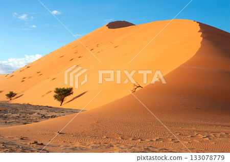 desert trees dunes. Sossusvlei, Namibia 133078779