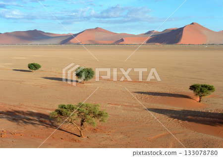 desert trees dunes. Sossusvlei, Namibia 133078780