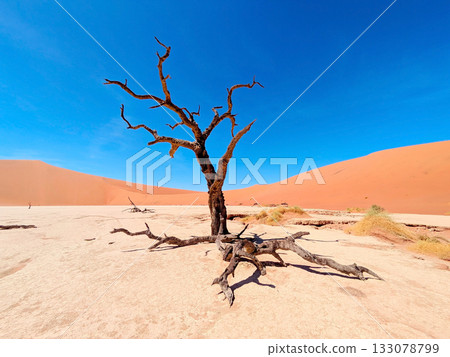 old tree desert Deadvlei, Namibia 133078799