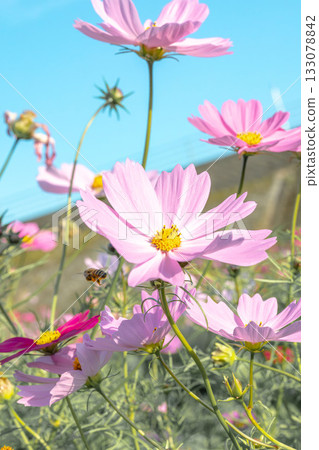 Cosmos shining in the autumn sky 133078842