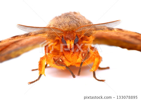 Obiga seen from the front Obiga seen from the front 133078895