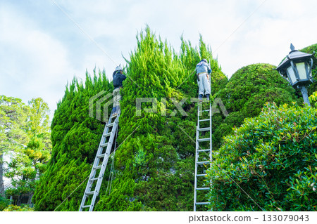 A gardener pruning a large Japanese laurel tree 133079043