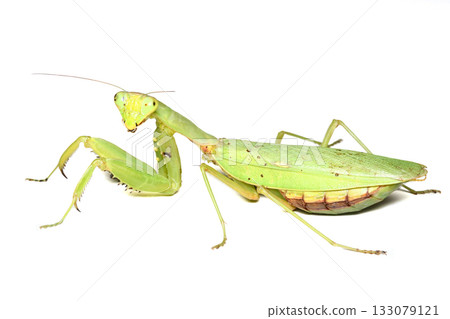 Female praying mantis (green) Female praying mantis (green) 133079121