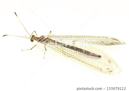 Star-shaped mayfly 133079122