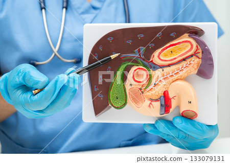 Liver with gallbladder, pancreas spleen and duodenum, Asian doctor holding human anatomy model for study diagnosis and treatment in hospital. Liver with gallbladder, pancreas spleen and duodenum, Asian doctor holding human anatomy model for study diagnosis and treatment in hospital. 133079131