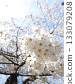 在盛開的櫻花與天空 133079208