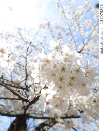 在盛開的櫻花與天空 133079208