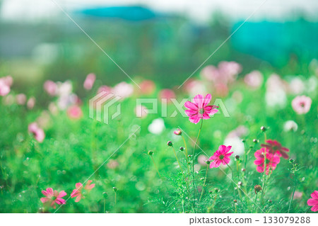 像繪本裡的那種可愛的小花 133079288