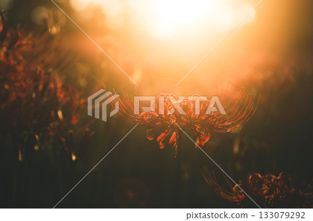 Light-gathering flowers Light-gathering flowers 133079292