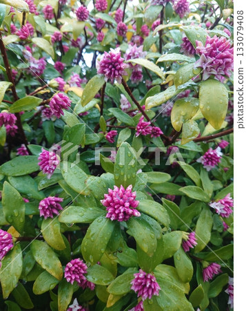 達芙妮花 133079408