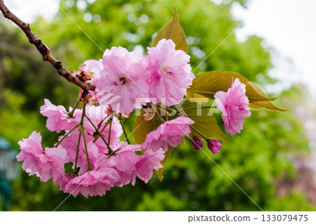 sakura blossoming with pink flowers in spring. closeup of japanese cherry tree in the public garden. blurred green foliage in the background. horizontal image with copy space sakura blossoming with pink flowers in spring. closeup of japanese cherry tree in the public garden. blurred green foliage in the background. horizontal image with copy space 133079475