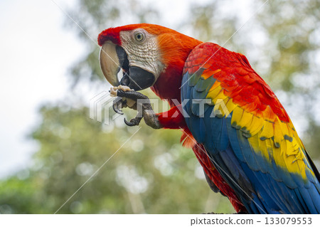 red yellow and blue Colorful ara ara bird in Amazon rainforest red yellow and blue Colorful ara ara bird in Amazon rainforest 133079553