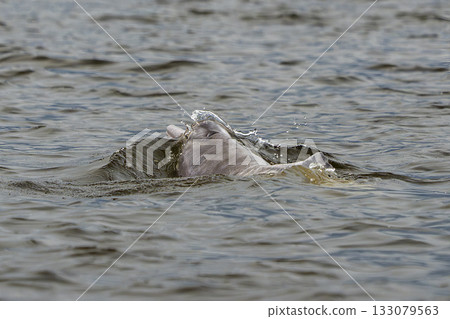 Pink dolphin inia geoffrensis freshwater mammal in Amazon river aka boto bufeo at sunset 133079563