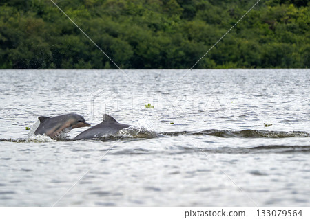 Grey Dolphin Sotalia fluviatilis Tucuxi freshwaters in Amazon River 133079564