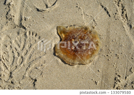 Lion's mane jellyfish in northern sea beach Cyanea Capillata 133079580