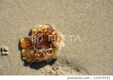 Lion's mane jellyfish in northern sea beach Cyanea Capillata Lion's mane jellyfish in northern sea beach Cyanea Capillata 133079581