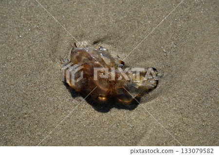 Lion's mane jellyfish in northern sea beach Cyanea Capillata 133079582