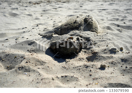A baby dead seal in skagen in northern sea beach A baby dead seal in skagen in northern sea beach 133079590