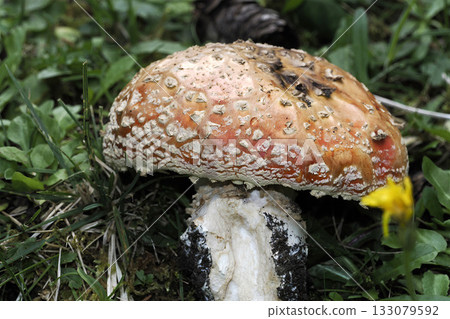 amanita muscaria fungi close up amanita muscaria fungi close up 133079592
