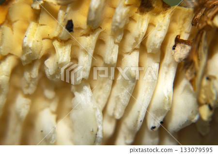 amanita muscaria fungi close up 133079595